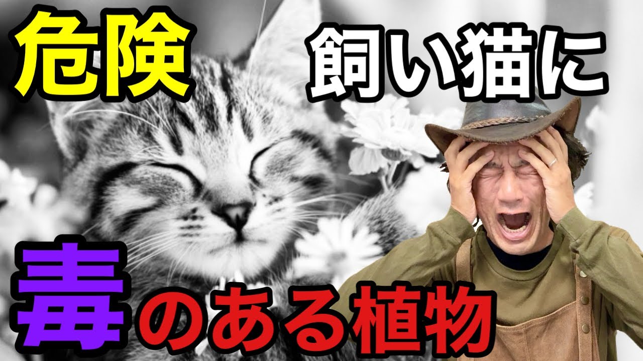 【残念なお知らせ】育ているその植物達は猫にとって猛毒です。　　　【カーメン君】【園芸】【ガーデニング】【初心者】