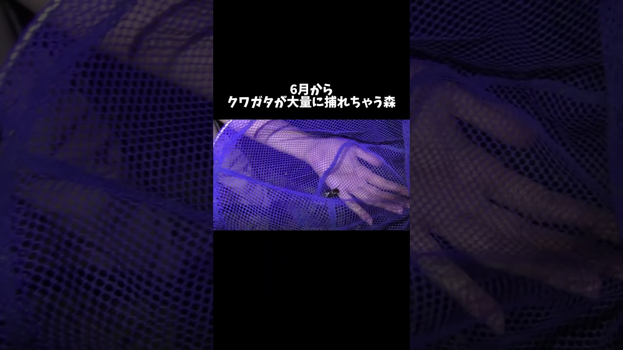 6月からクワガタが大量に捕れちゃう森に行ってきた #shorts