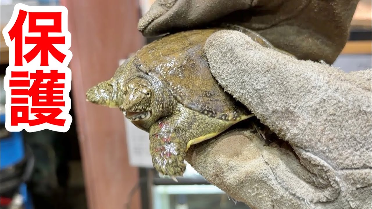 スッポンの赤ちゃんを保護して１年が経ちました