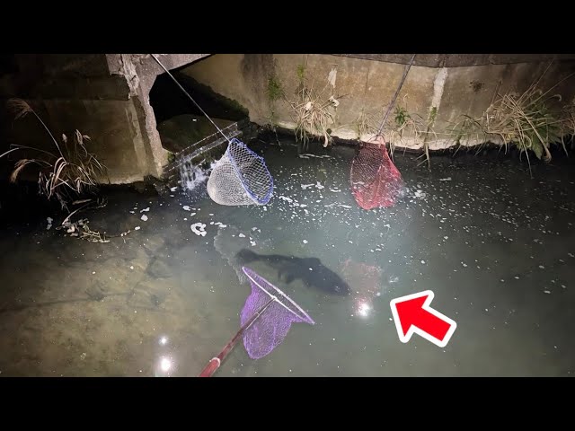 都市河川に潜む巨大外来魚を６mの網３本で囲んで捕りまくる・・・！
