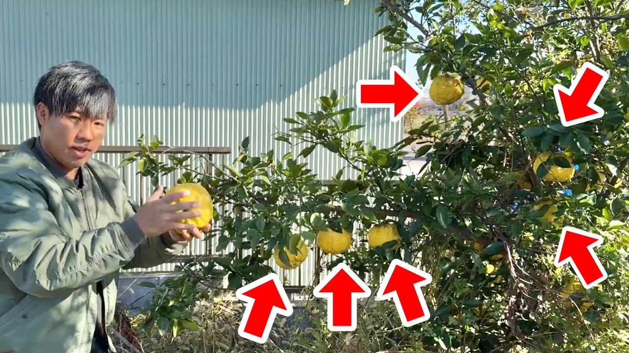 庭の木に大量のリクガメの餌がなっていたので収穫して与えます！