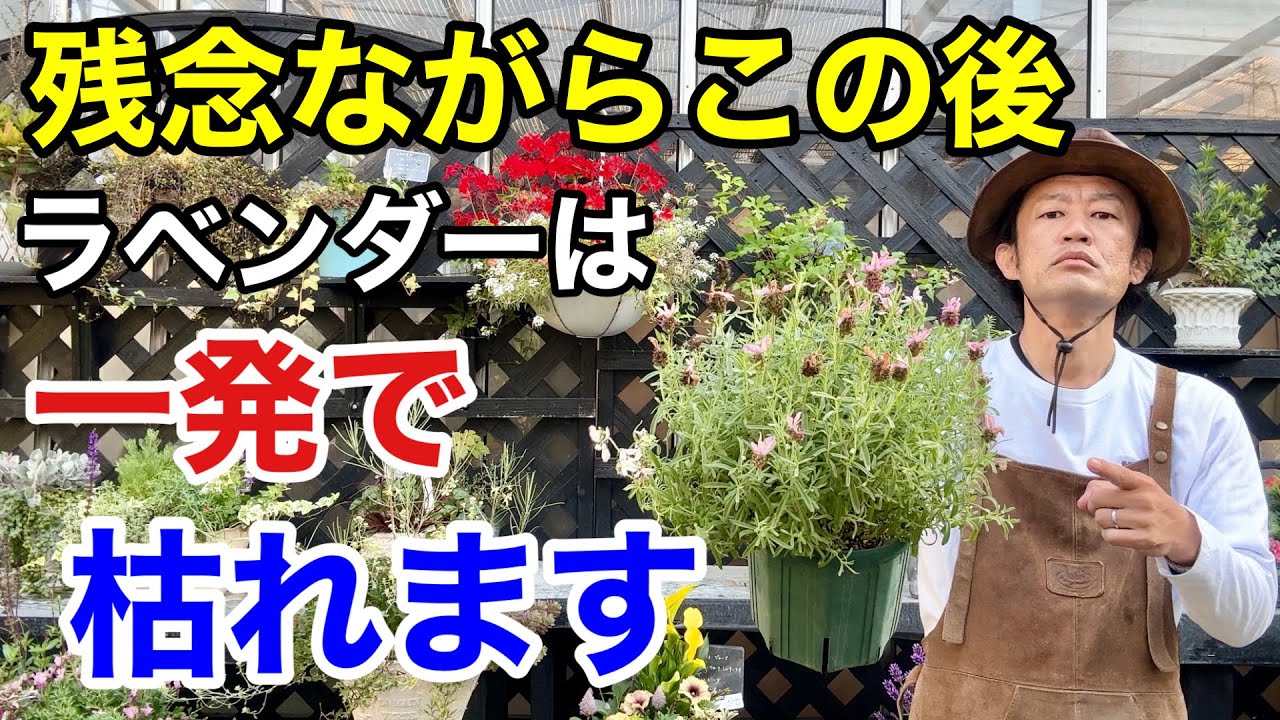 【大雨後】必ずすべきラベンダーの花後の手入れ教えます                           【カーメン君】【園芸】【ガーデニング】【初心者】
