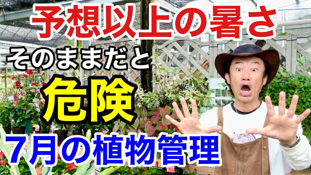 【梅雨？夏？わけわからん】今すぐやるべき植物管理教えます　             【カーメン君】【園芸】【ガーデニング】【初心者】