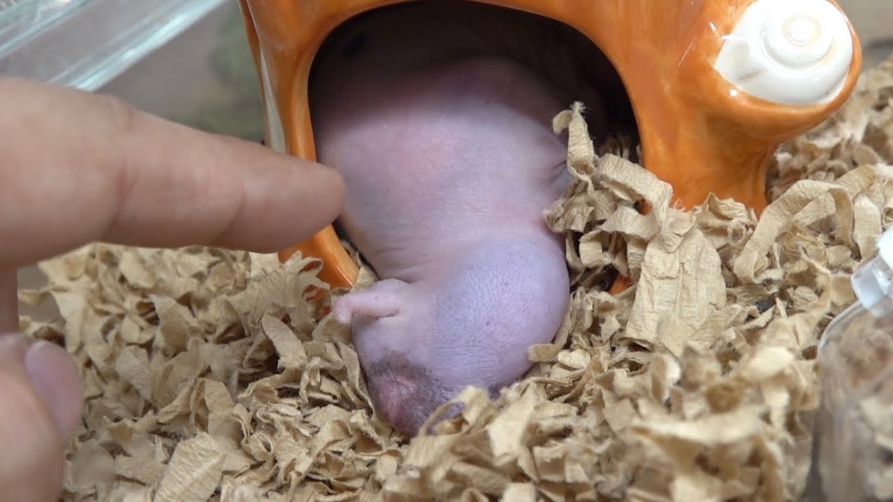 寝ているハムスターの金玉をつつくと・・・