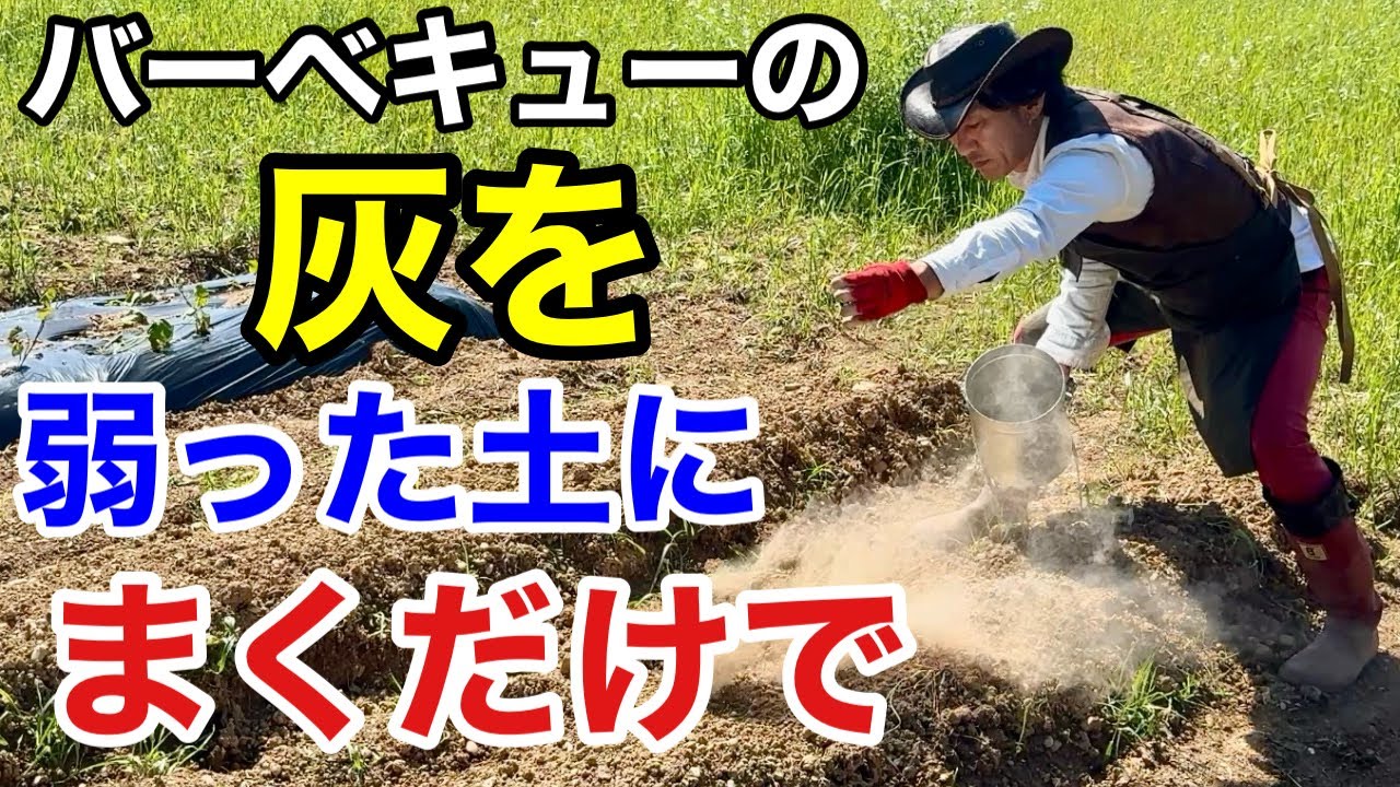【灰は絶対捨ててはいけません】植物がみるみる育ちます！　　　　【カーメン君】【園芸】【ガーデニング】【初心者】