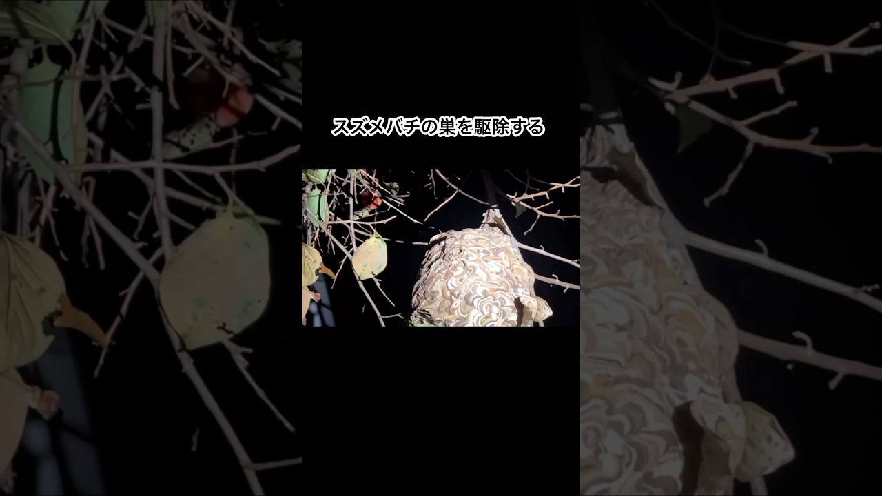 スズメバチの巣をまるごと駆除する #shorts