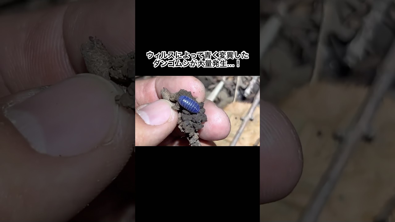 ウィルスによって青く変異したダンゴムシが大量発生…！　#shorts