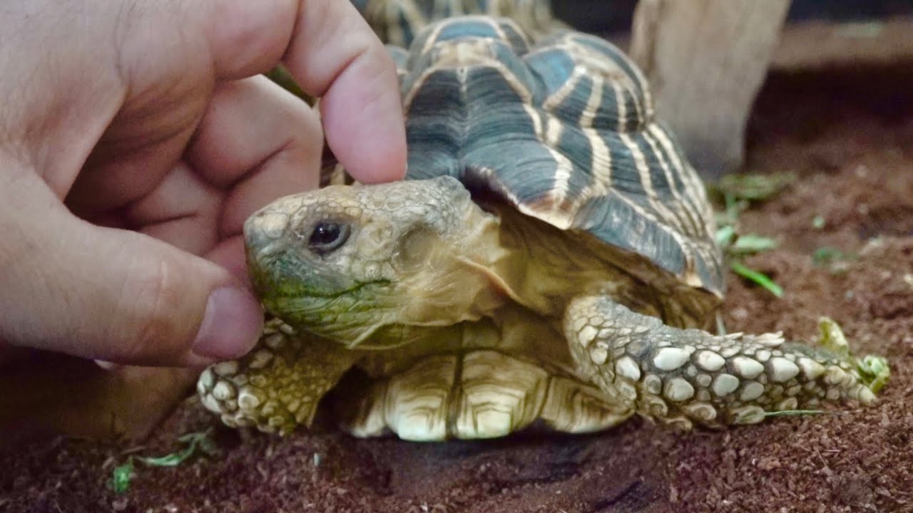 完全に人間に懐いてしまったカメの姿がこちら
