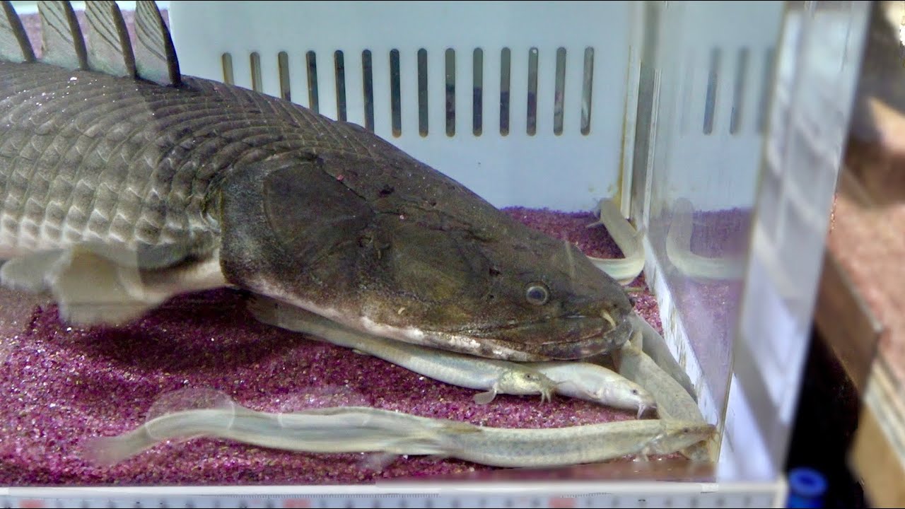 巨大古代魚の目の前に大量の生きたドジョウを投入