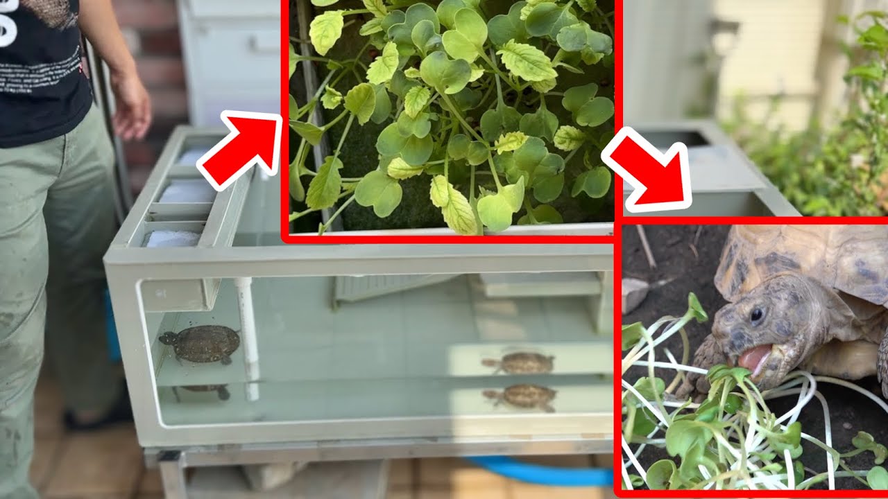 カメの水槽で野菜を育ててカメの餌にする最強のサイクルが完成しました