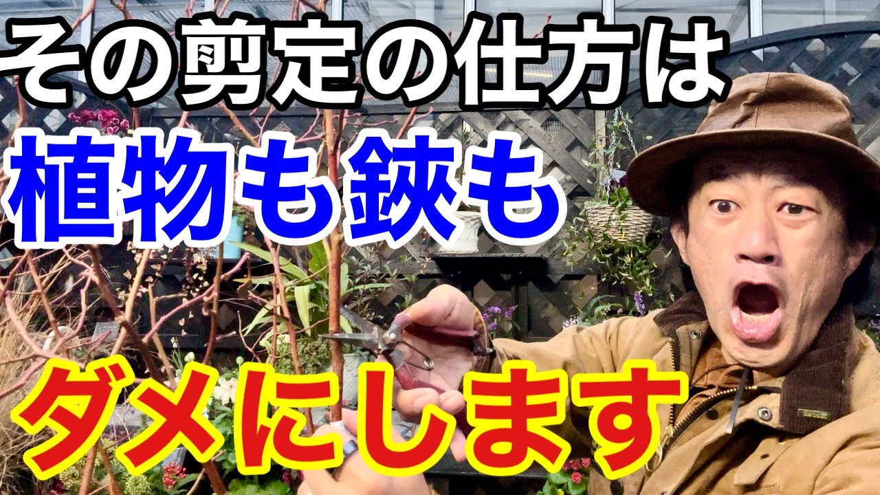 【切り方が違う】正しい植物の剪定方法教えます　　　【カーメン君】【ガーデニング】【初心者】【剪定道具】