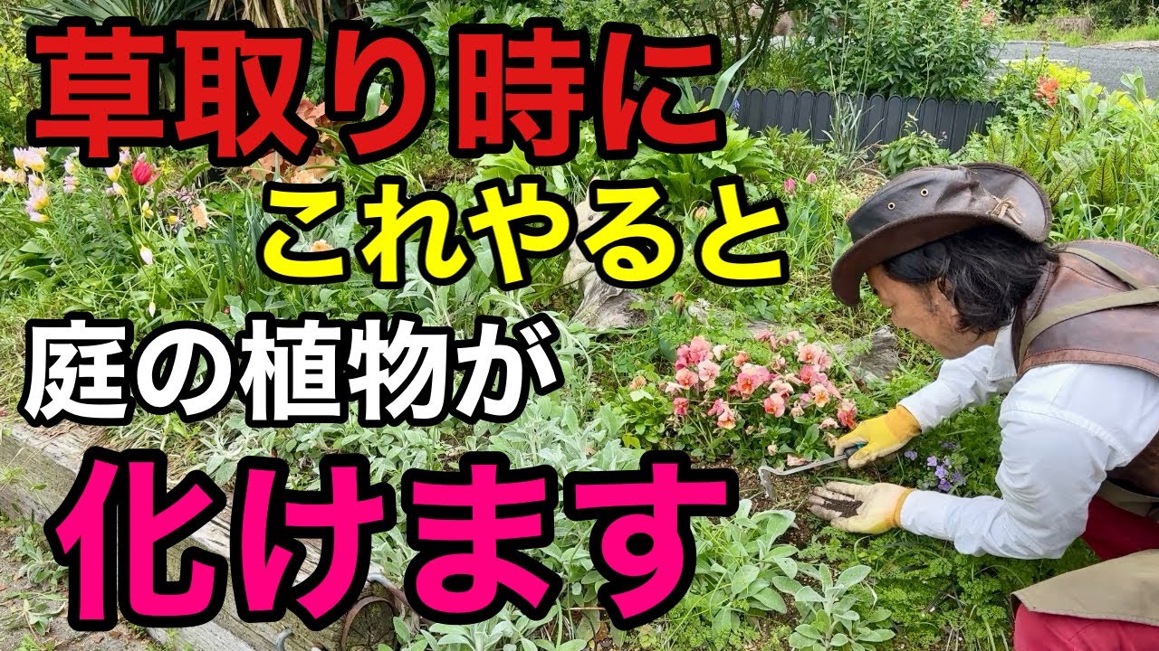 【暑さに強くなる】植物の花や実がバンバンにつきます　　　【土づくり】【アヅミン】【デンカ株式会社】