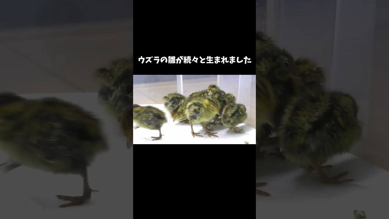 ウズラの雛が続々と生まれました　#shorts