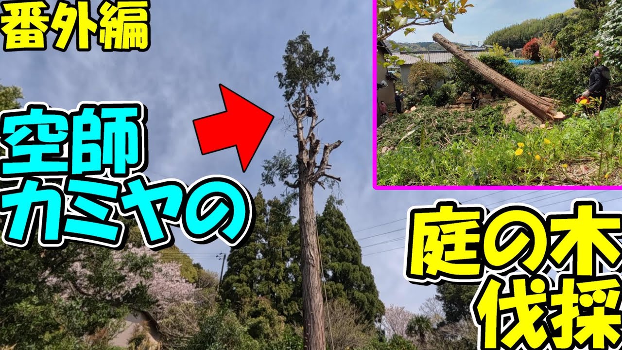 【番外編】空師カミヤの庭の木伐採　愛知県西尾市で大きくなりすぎたヒノキを伐採