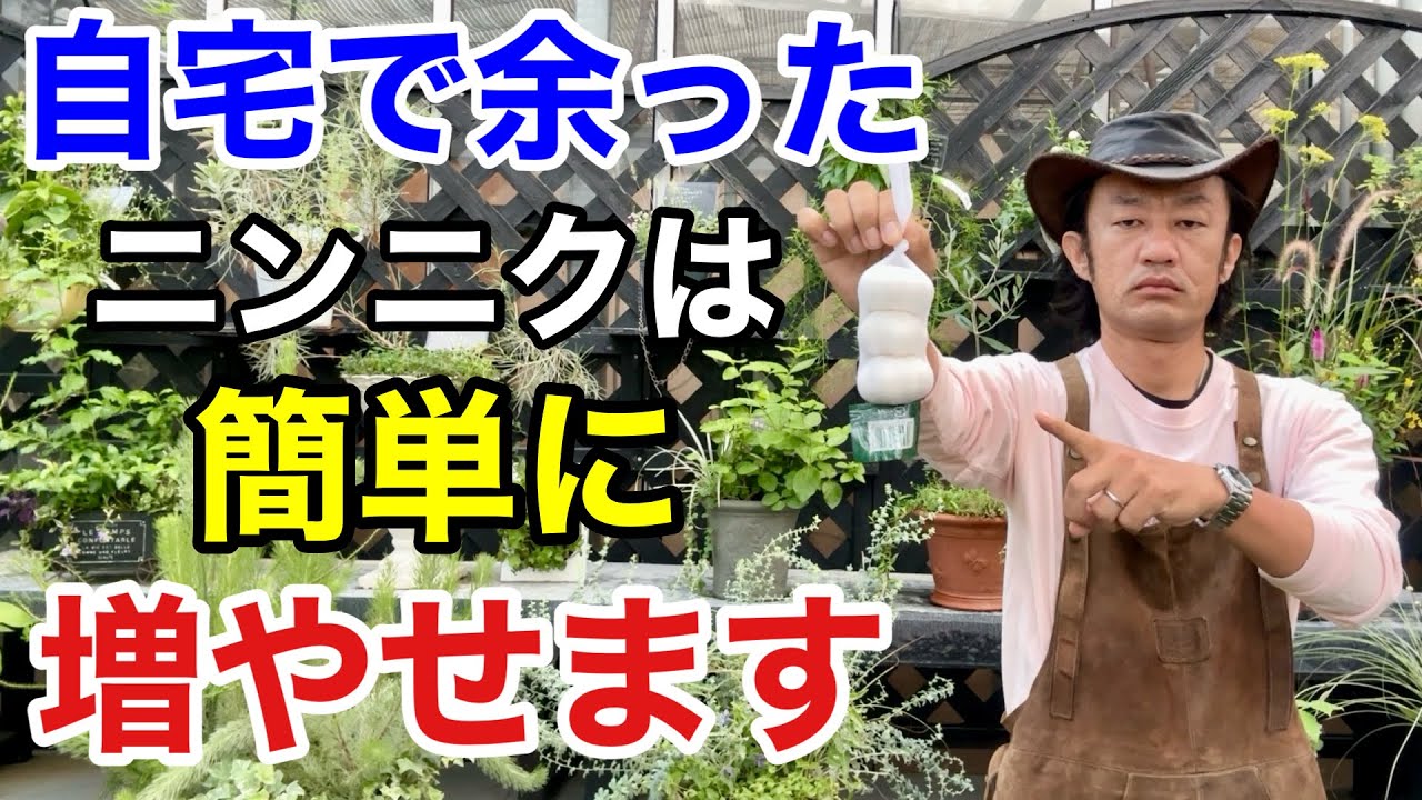 【もったいない】余ったニンニクの増やし方教えます。　　　　　【カーメン君】【ニンニク】【増やし方】【初心者】