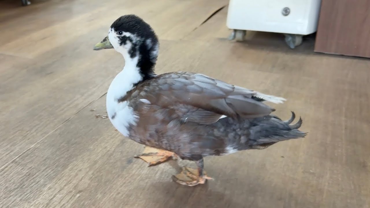 家を覚えて自分で帰れるようになったアヒルが可愛過ぎる