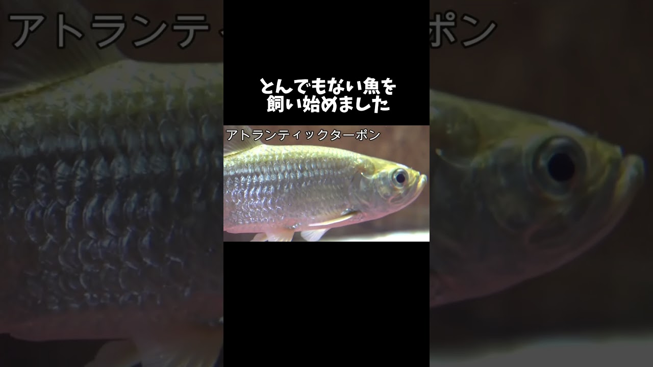 とんでもない魚を飼い始めました #shorts