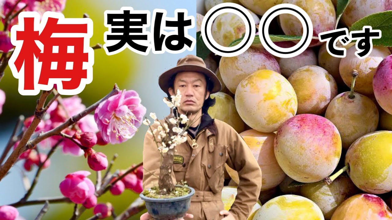 【日本人向け】初心者でもできる梅の育て方　　【カーメン君】【園芸】【ガーデニング】