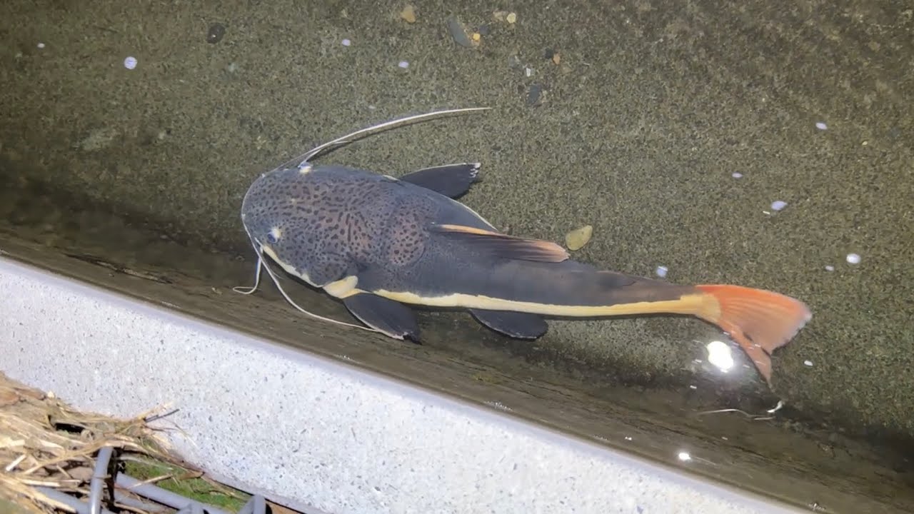 埼玉の水路にヤバい魚がいるんだが