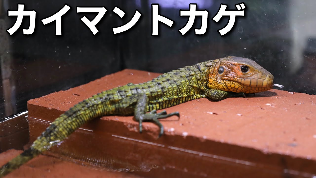 ワニ？トカゲ？カイマントカゲの飼育環境をセッティング