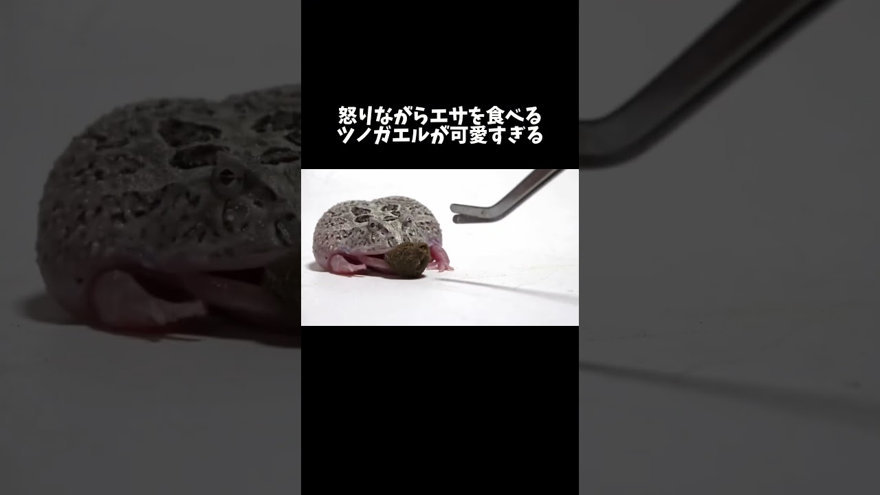 怒りながらエサを食べるカエルが可愛すぎる #shorts
