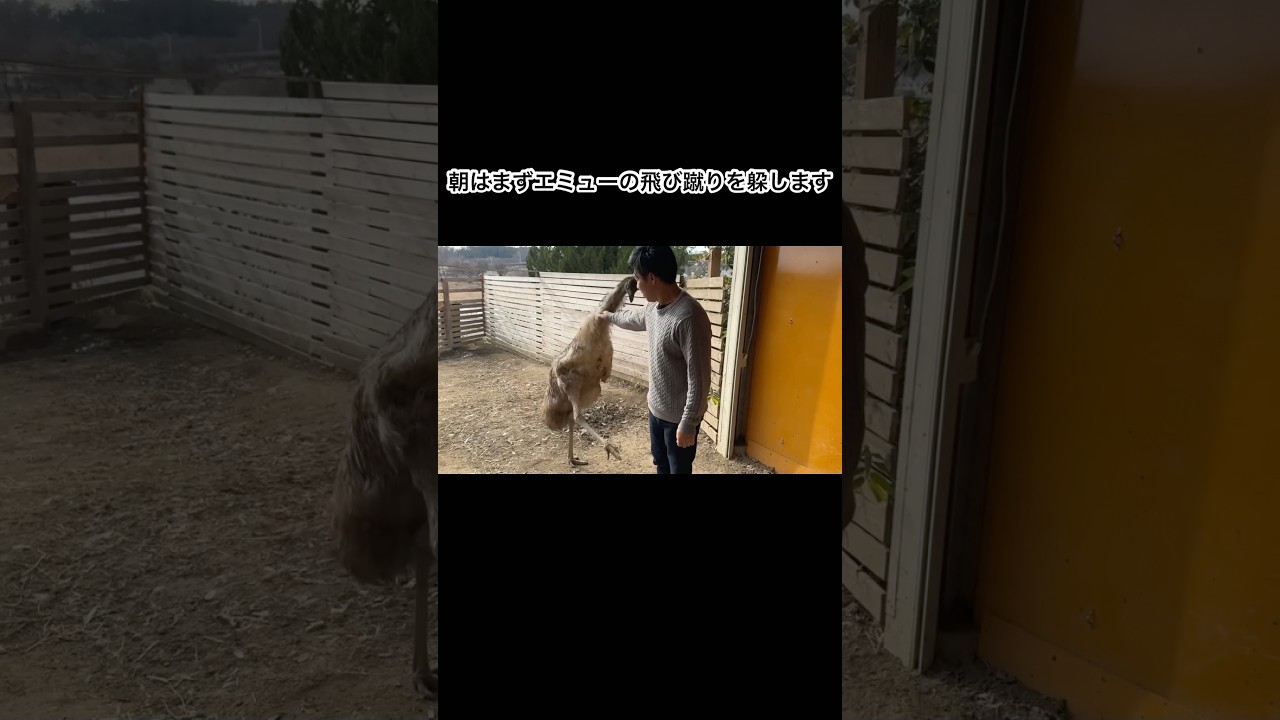 朝はまずエミューの蹴りを躱します　#shorts