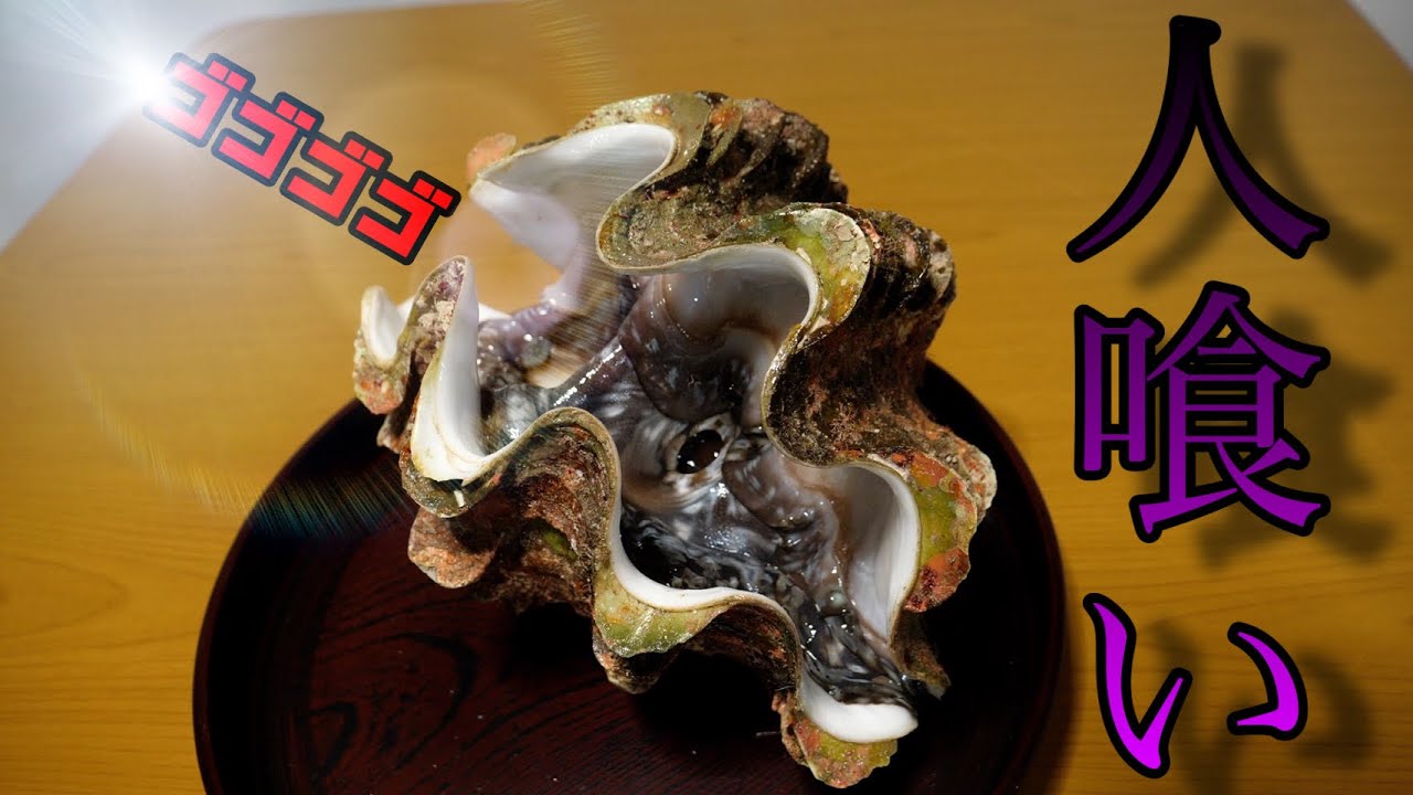 一度はさまったら人生終了。南国に生息する巨大な二枚貝をあの場所に出向き12000円で買ってきました。カレーにします