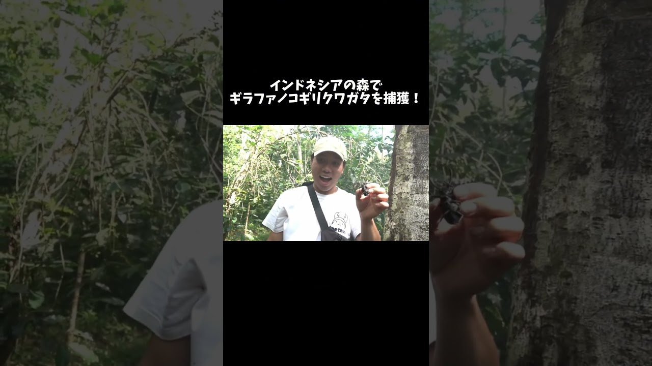 インドネシアの森で野生のギラファノコギリクワガタを捕獲！　#shorts