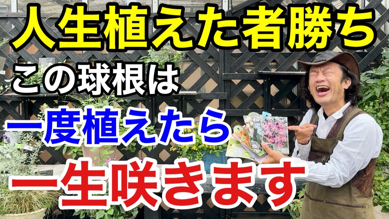 【植えなきゃ損】この球根達はあなたを絶対に裏切りません　　　　【カーメン君】【園芸】【ガーデニング】【初心者】