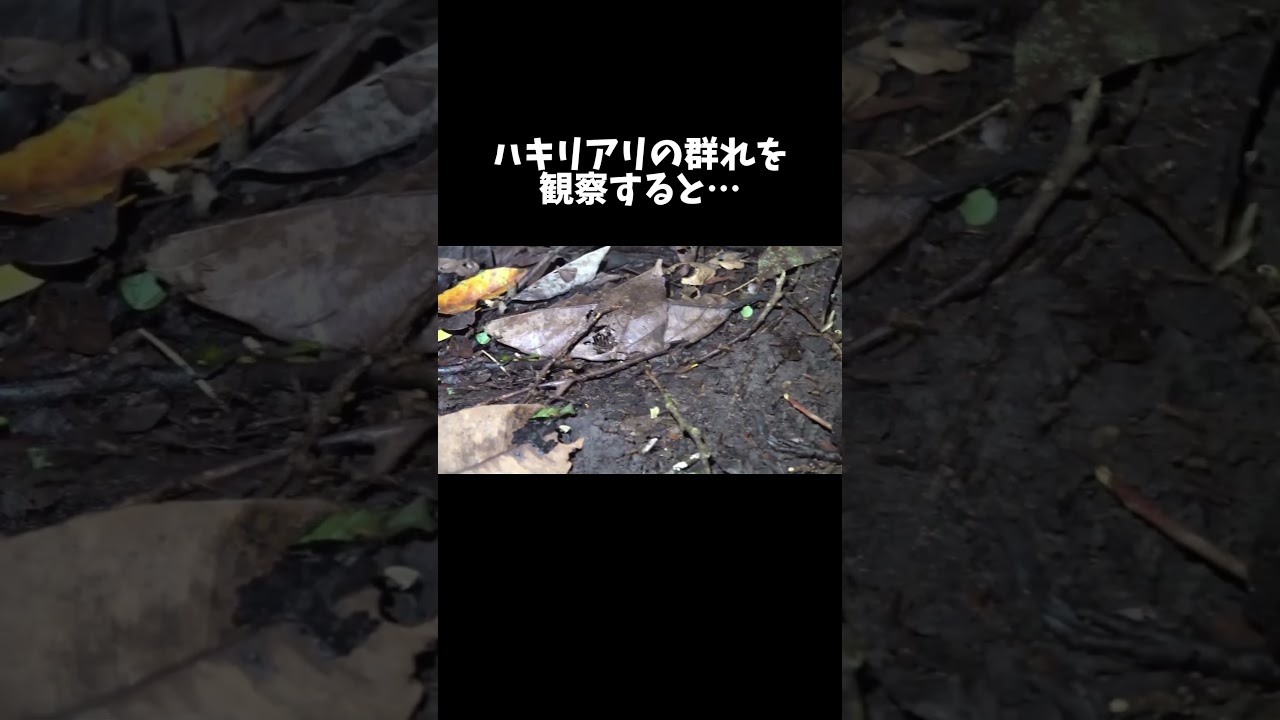 ハキリアリの群れを観察すると… #shorts