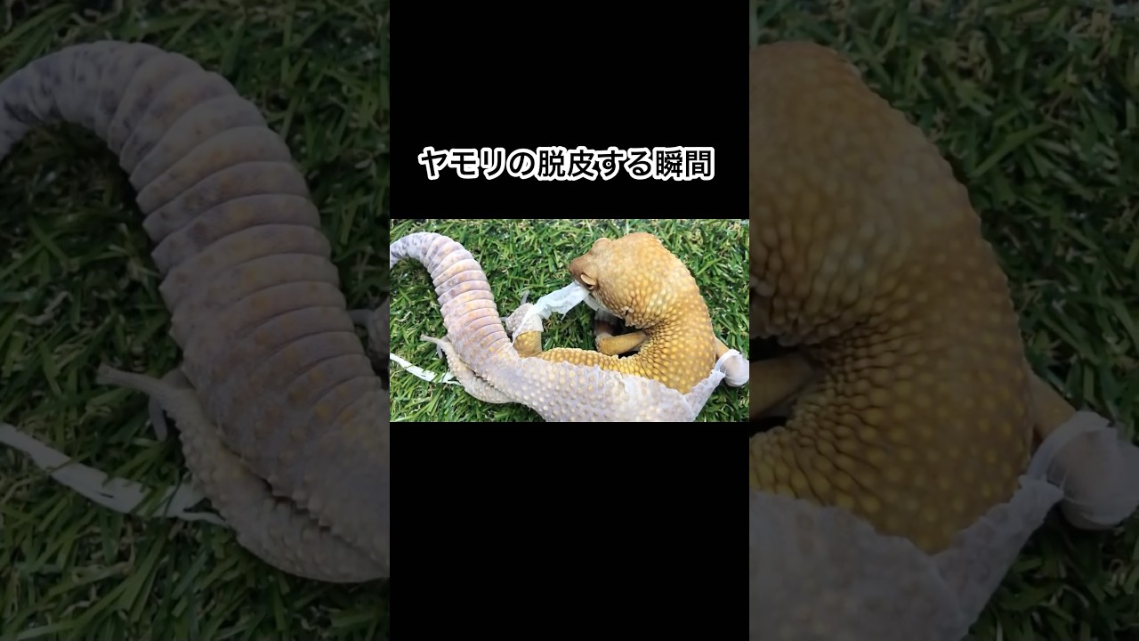 ヤモリが脱皮する瞬間を観察 #shorts