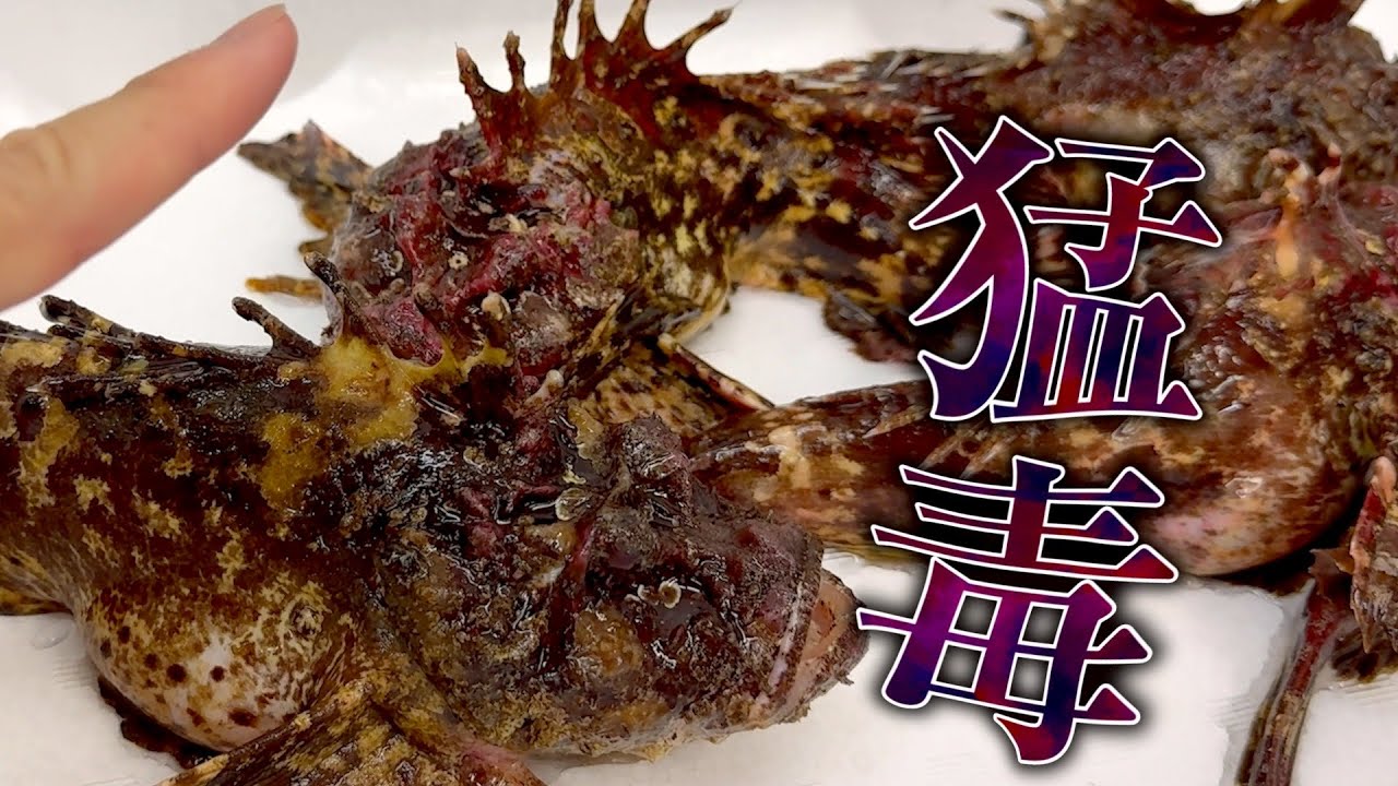 【オニオコゼ】人生初。毒の魚に刺されてしまいました。