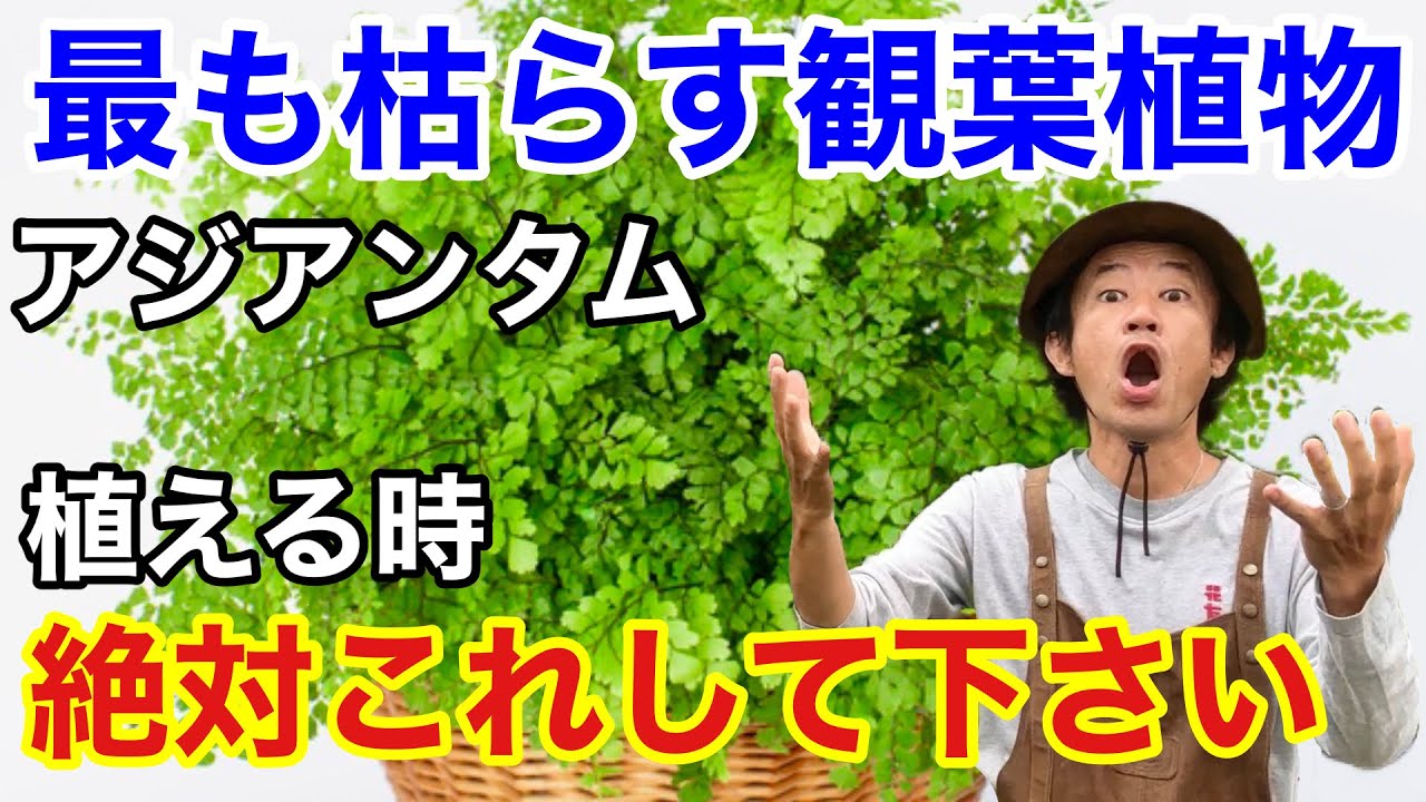 【安心して下さい】アジアンタムはこれするだけで枯れません　　　　　　　【カーメン君】【園芸】【ガーデニング】【初心者】