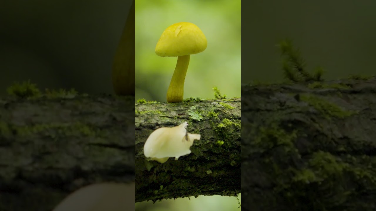 苔に覆われた森