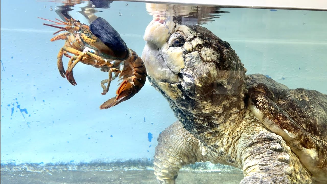 巨大ワニガメにロブスター丸ごと１匹与えてみた