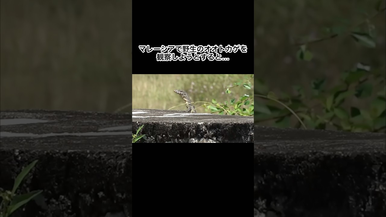 マレーシアで野生のオオトカゲを発見しました #shorts