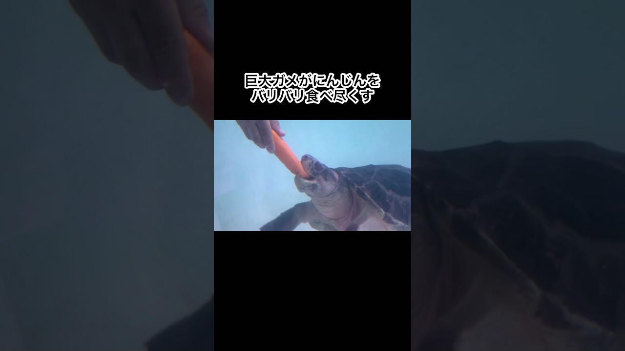 巨大ガメがにんじん丸ごと1本をバリバリ食い尽くす #shorts