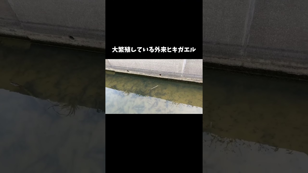 外来ヒキガエルが大繁殖しています　#shorts