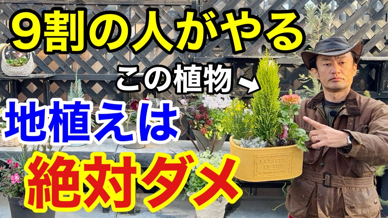 【手に負えない】寄せ植えに使ったコニファーの最も上手な管理方法教えます　　　【カーメン君】【園芸】【植え替え】【剪定】