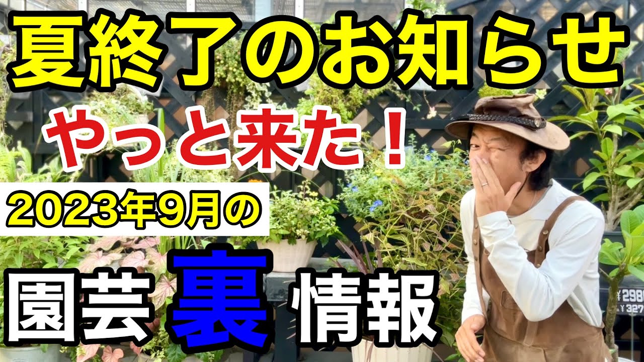 【元店長がばらす】2023年９月買って良いもの悪い物。損しない買い物教えます　【カーメン君】【園芸】【ガーデニング】【初心者】