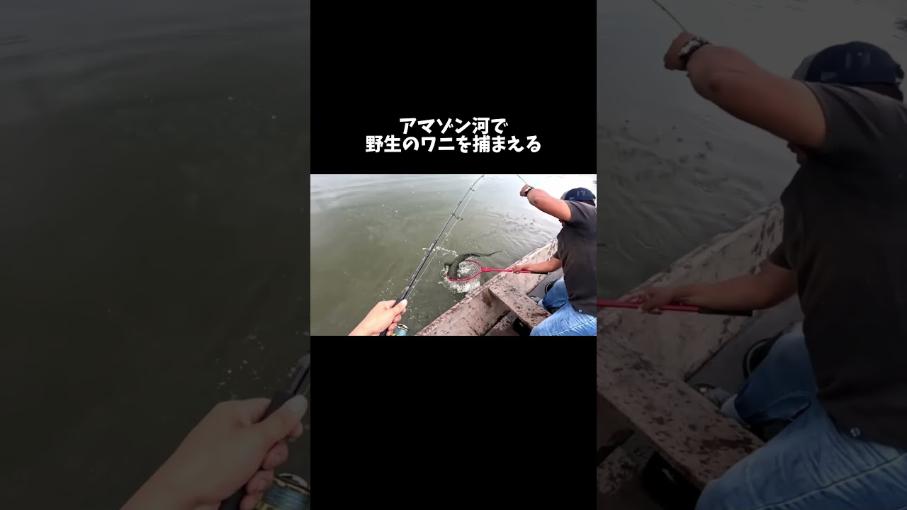 アマゾン河で野生のワニを捕まえる！ #shorts