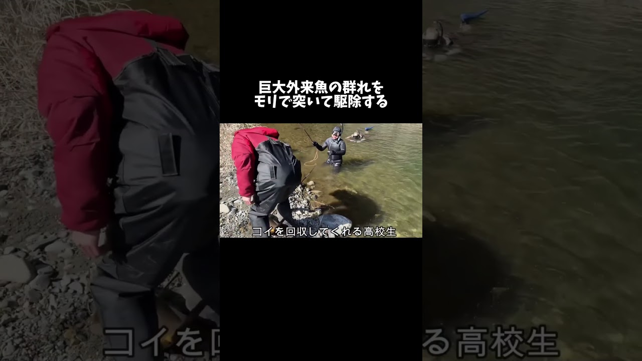 巨大外来魚の群れをモリで突いて駆除しまくる！ #shorts