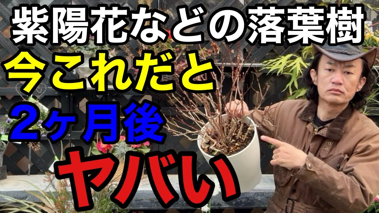 【葉がない状態】今確認しておかないと夏までに枯れる恐れがあります　　　　【園芸】【ガーデニング】【初心者】