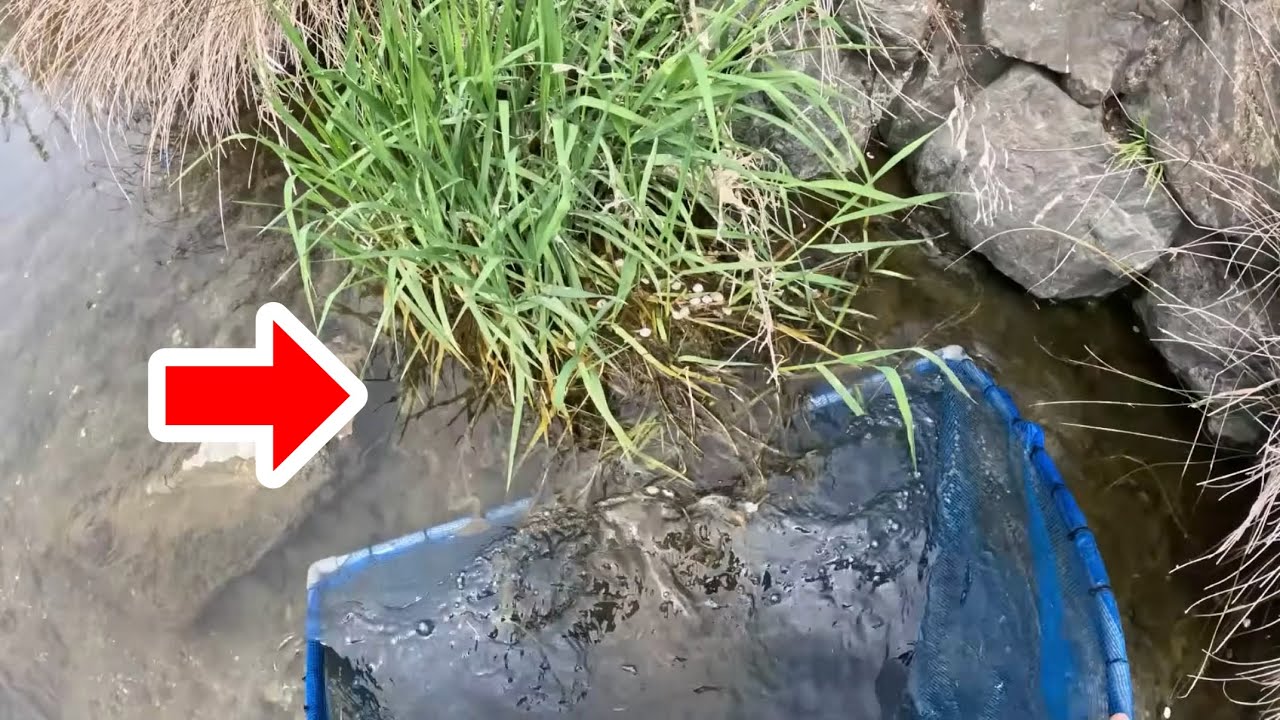 春の川でガサガサすると大量の外来魚が出て来ました