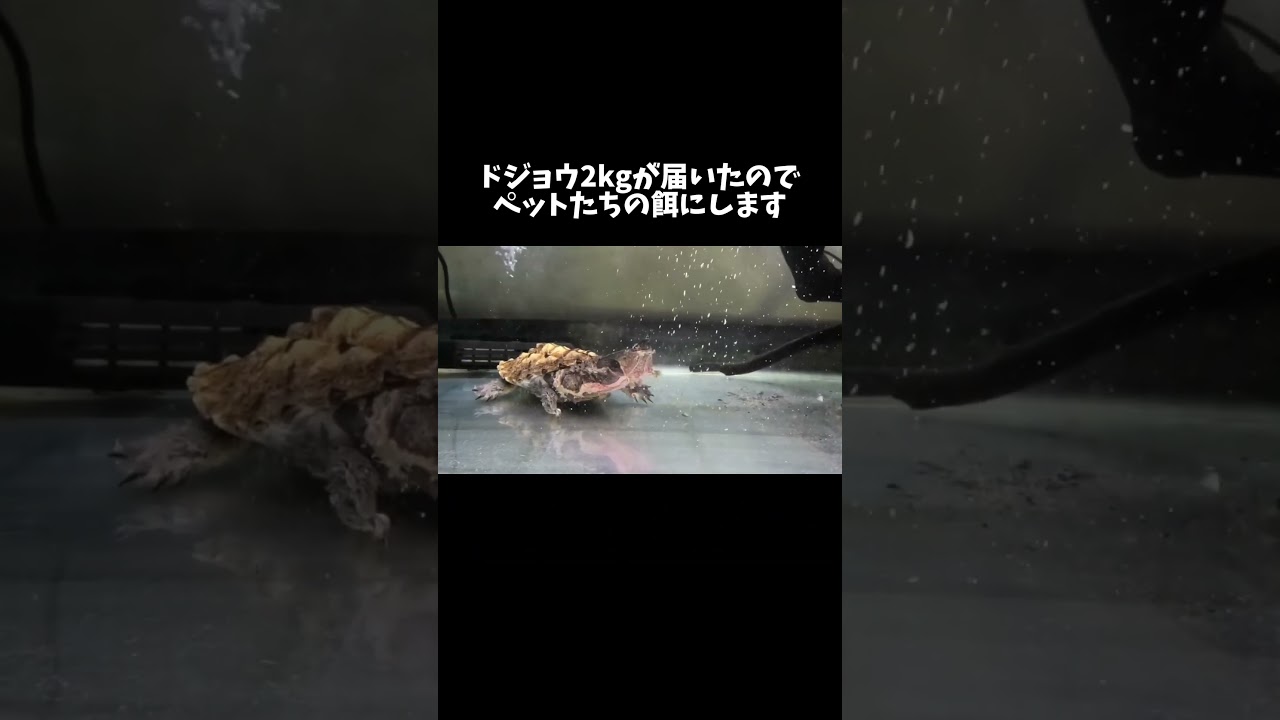 ドジョウ2kgが届いたのでペットたちの餌にします #shorts