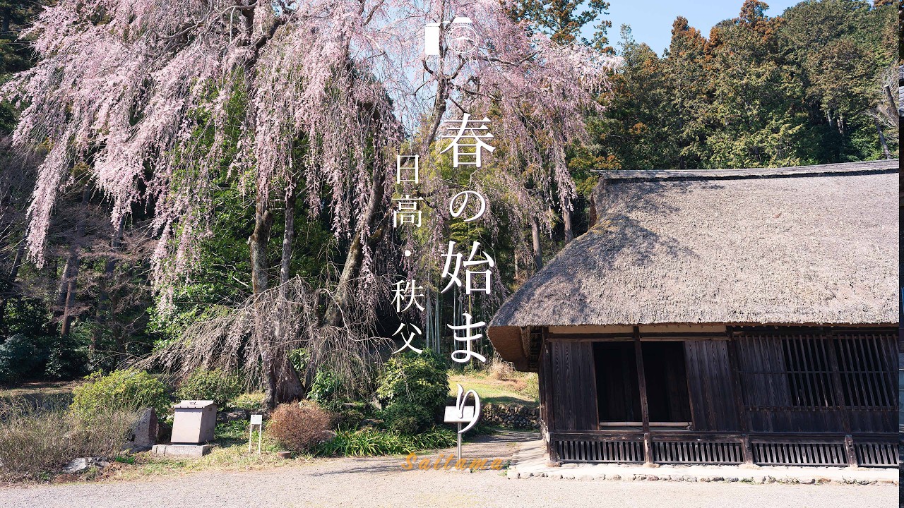 【春の風景】2026年、春の訪れ。高麗神社のしだれ桜と秩父に咲く梅。日本の美しい春景色。｜埼玉県日高（高麗神社）・秩父（清雲寺）
