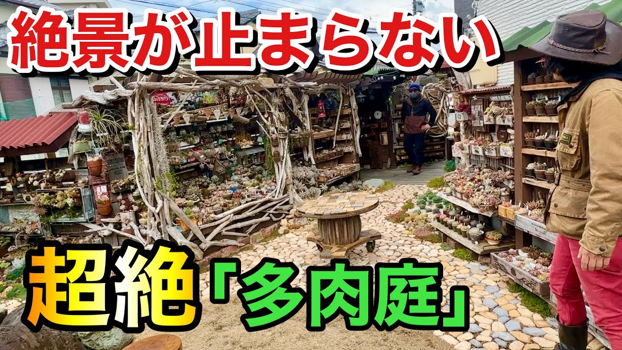 【鳥肌の連続】こんな庭見せられたら興奮しすぎて眠れなくなる　　【カーメン君】【KAZU.ROC】【多肉植物】【個人庭】