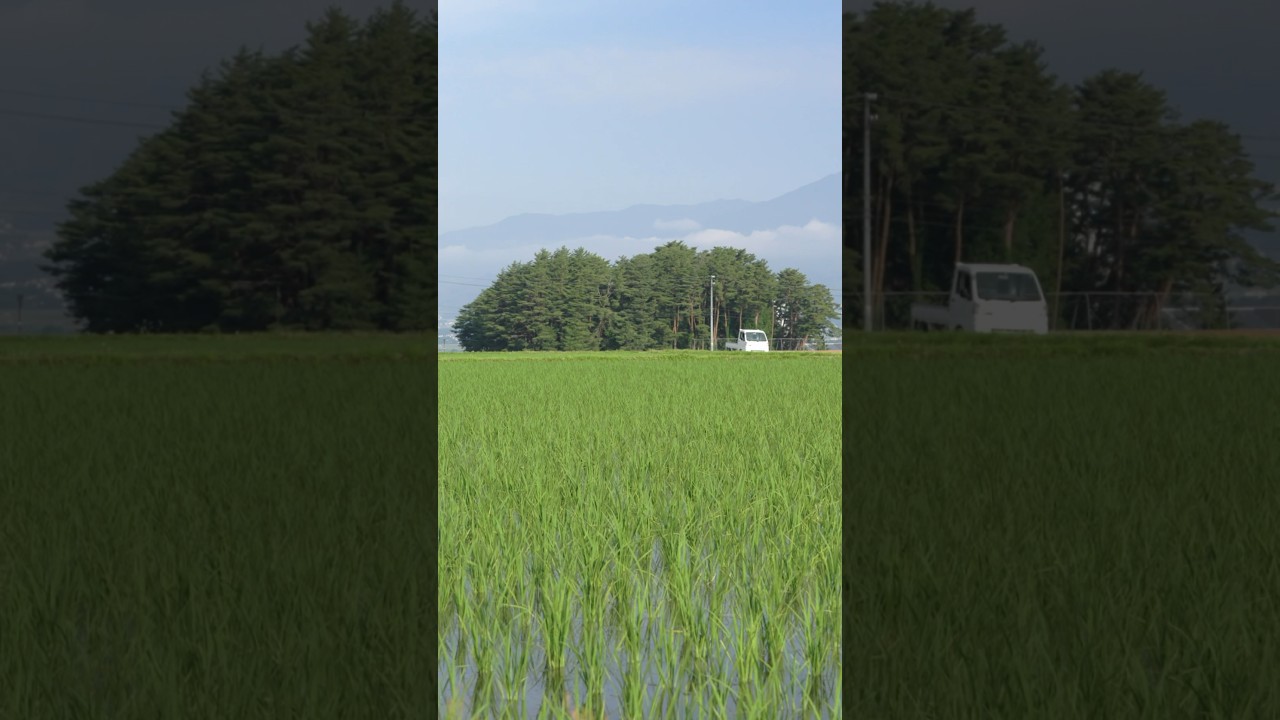 田舎の初夏｜Early Summer landscape of Japan #shorts
