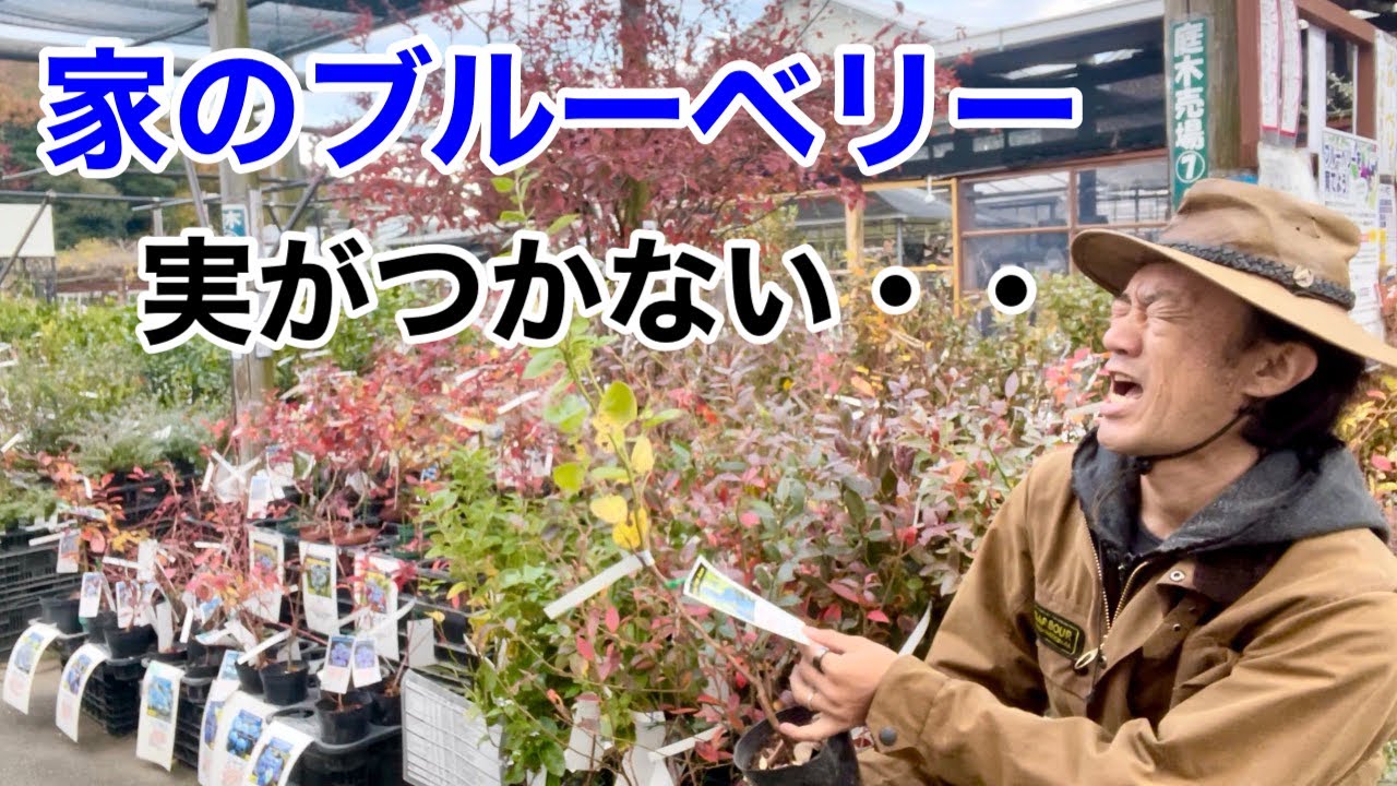 ブルーベリー　正しい苗選び教えます　　　【カーメン君】【園芸】【ガーデニング】