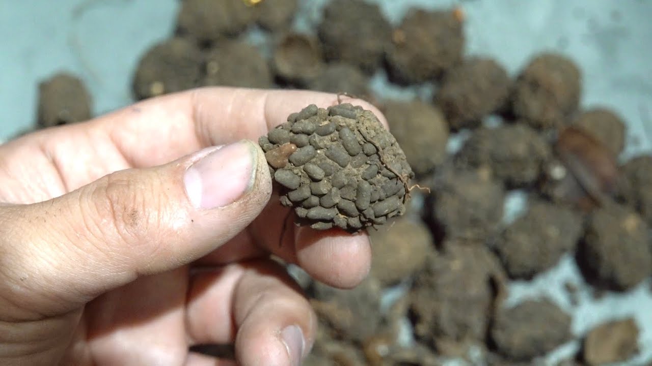 外来生物の眠る"土の繭"を剥きまくる